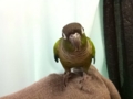 [Conure][ウロコインコ]