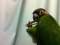 [Conure][ウロコインコ]