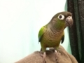 [Conure][ウロコインコ]