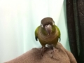 [Conure][ウロコインコ]