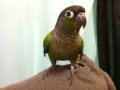 [Conure][ウロコインコ]