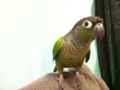 [Conure][ウロコインコ]