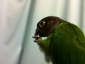 [Conure][ウロコインコ]