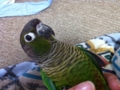 [Conure][ウロコインコ]