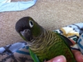 [Conure][ウロコインコ]