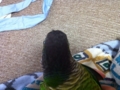 [Conure][ウロコインコ]