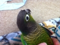 [Conure][ウロコインコ]