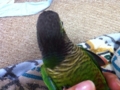 [Conure][ウロコインコ]