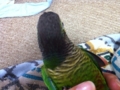 [Conure][ウロコインコ]