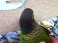 [Conure][ウロコインコ]