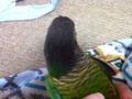 [Conure][ウロコインコ]