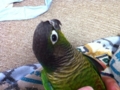 [Conure][ウロコインコ]