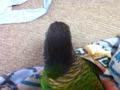 [Conure][ウロコインコ]
