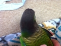 [Conure][ウロコインコ]
