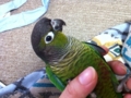 [Conure][ウロコインコ]