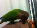 [Conure][ウロコインコ]
