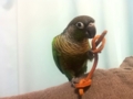 [Conure][ウロコインコ]