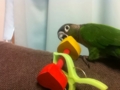 [Conure][ウロコインコ]