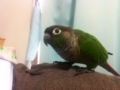 [Conure][ウロコインコ]