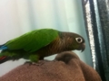 [Conure][ウロコインコ]