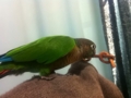 [Conure][ウロコインコ]