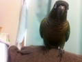 [Conure][ウロコインコ]
