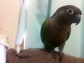 [Conure][ウロコインコ]