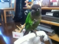 [Conure][ウロコインコ]
