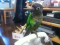 [Conure][ウロコインコ]