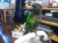 [Conure][ウロコインコ]