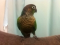 [Conure][ウロコインコ]