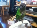 [Conure][ウロコインコ]