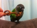 [Conure][ウロコインコ]