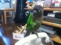 [Conure][ウロコインコ]