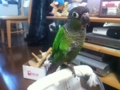 [Conure][ウロコインコ]