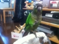 [Conure][ウロコインコ]