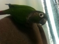 [Conure][ウロコインコ]