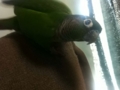 [Conure][ウロコインコ]