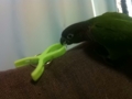 [Conure][ウロコインコ]