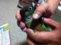 [Conure][ウロコインコ]