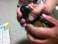 [Conure][ウロコインコ]