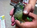 [Conure][ウロコインコ]