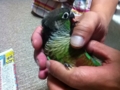 [Conure][ウロコインコ]