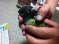 [Conure][ウロコインコ]