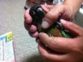 [Conure][ウロコインコ]