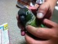 [Conure][ウロコインコ]