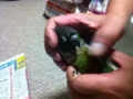 [Conure][ウロコインコ]