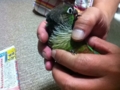 [Conure][ウロコインコ]