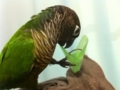 [Conure][ウロコインコ]