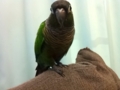 [Conure][ウロコインコ]